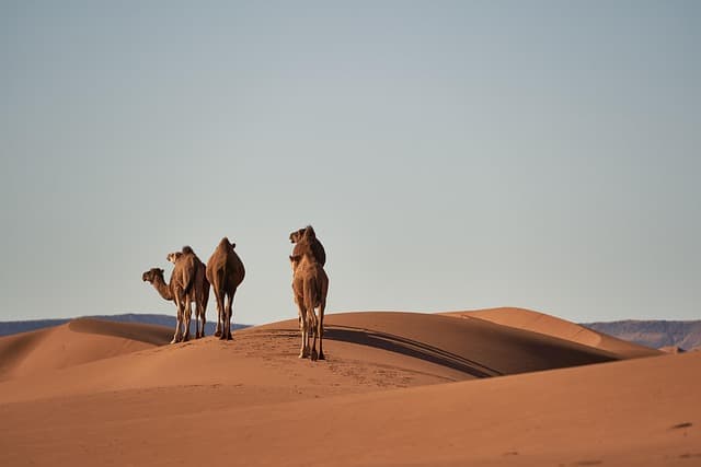Related article image: eSIM Morocco: Your Practical Travel Connectivity Guide
