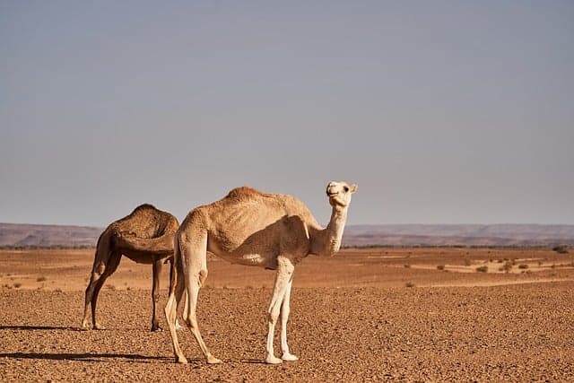 Buy eSIM Morocco: Best Travel Data Plans